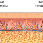 Апокринные и эккринновые потовые железы подмышек