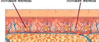 Apocrine and eccrine sweat glands of the armpits