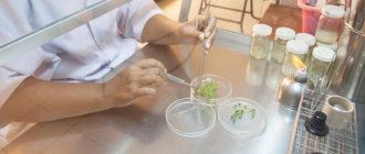 How plant stem cells are obtained