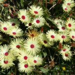 Мезембриантемум кристаллинум