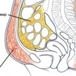 Подкожный и висцеральный жир