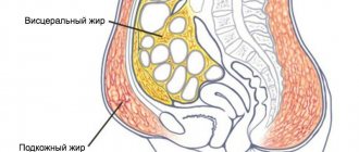 Подкожный и висцеральный жир