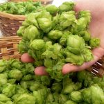 hop cones