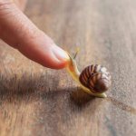 snail slime face cream