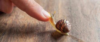 snail slime face cream