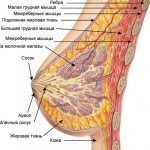 Breast structure