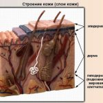 The structure of facial skin in cosmetology