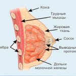 The structure of the female breast