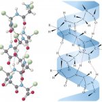 What foods contain collagen and elastin?